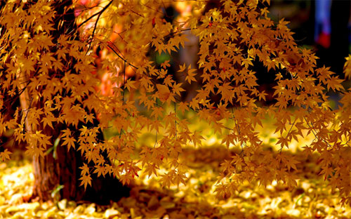 Les fêtes de l’automne