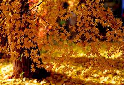 Les fêtes de l’automne